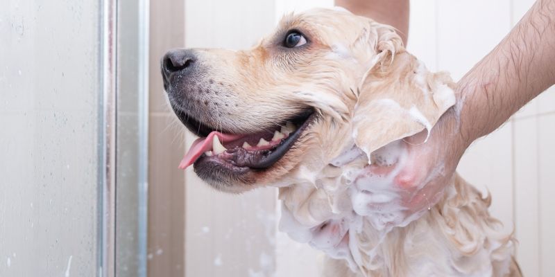 Cuidados necessários para manter a pele dos cães saudáveis